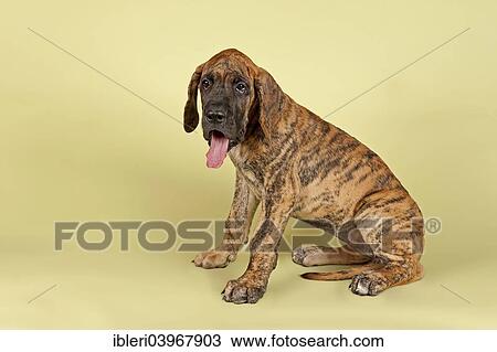 "Great Dane, puppy, 9 weeks, brindle" View Large Photo Image Stock Image - "Great Dane, puppy, 9 weeks, brindle". Fotosearch