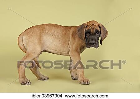 "Great Dane, puppy, 9 weeks, fawn" View Large Photo Image Picture - "Great Dane, puppy, 9 weeks, fawn". Fotosearch