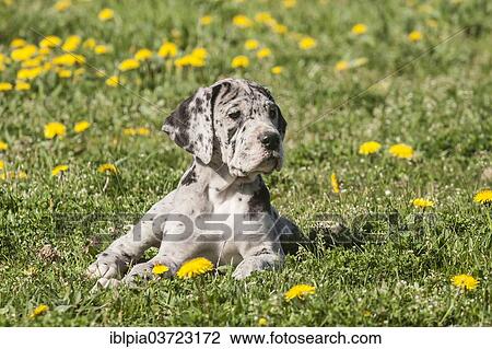 Stock Image - "Great Dane, puppy, spotted". Fotosearch