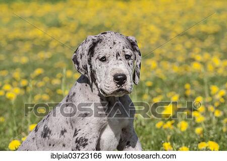 "Great Dane, puppy, spotted" View Large Photo Image Stock Photograph - "Great Dane, puppy, spotted". Fotosearch