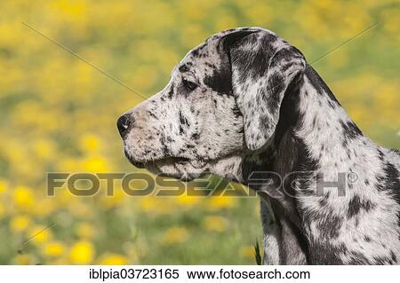 "Great Dane, puppy, spotted" View Large Photo Image Stock Photography - "Great Dane, puppy, spotted". Fotosearch
