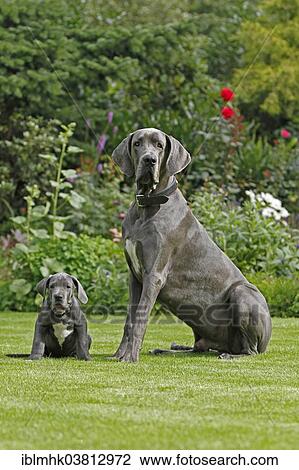 Stock Image - "Great Dane sitting in the garden, two males, 8 weeks, 9 months, Schwerte, Germany, Europe". Fotosearch