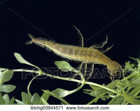 Great Diving Beetle (Dytiscus marginalis) View Large Photo Image Stock Image - Great Diving Beetle (Dytiscus marginalis). Fotosearch