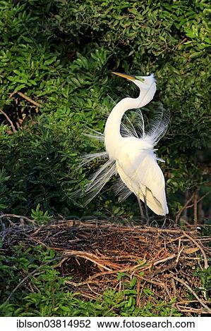 "Great Egret (Ardea alba), adult, courting, breeding plumage, Nest, Venice Rookery, Florida, USA" View Large Photo Image Stock Image - "Great Egret (Ardea alba), adult, courting, breeding plumage, Nest, Venice Rookery, Florida, USA". Fotosearch