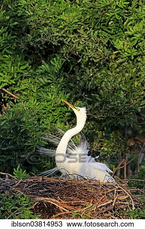 "Great Egret (Ardea alba), adult, courting, breeding plumage, nest, Venice Rookery, Florida, USA" View Large Photo Image Stock Image - "Great Egret (Ardea alba), adult, courting, breeding plumage, nest, Venice Rookery, Florida, USA". Fotosearch