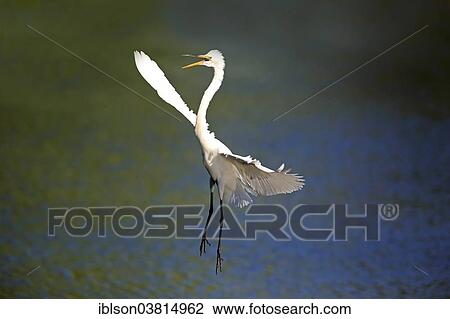 "Great Egret (Ardea alba), adult, flying, calling, Venice Rookery, Florida, USA" View Large Photo Image Stock Image - "Great Egret (Ardea alba), adult, flying, calling, Venice Rookery, Florida, USA". Fotosearch