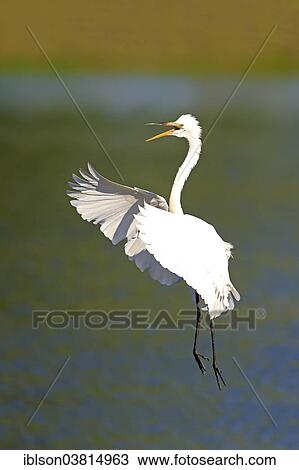 "Great Egret (Ardea alba), adult, flying, calling, Venice Rookery, Florida, USA" View Large Photo Image Stock Image - "Great Egret (Ardea alba), adult, flying, calling, Venice Rookery, Florida, USA". Fotosearch