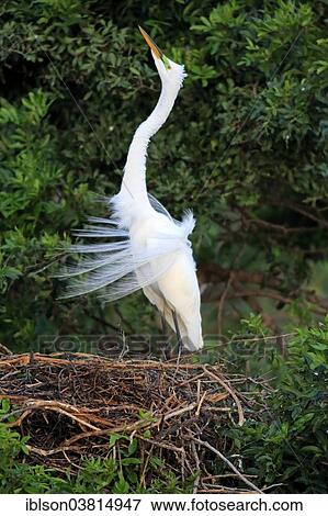 "Great Egret (Ardea alba), adult, courting, breeding plumage, nest, Venice Rookery, Florida, USA" View Large Photo Image Stock Photo - "Great Egret (Ardea alba), adult, courting, breeding plumage, nest, Venice Rookery, Florida, USA". Fotosearch