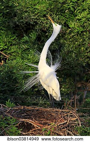 "Great Egret (Ardea alba), adult, courting, breeding plumage, nest, Venice Rookery, Florida, USA" View Large Photo Image Stock Photo - "Great Egret (Ardea alba), adult, courting, breeding plumage, nest, Venice Rookery, Florida, USA". Fotosearch