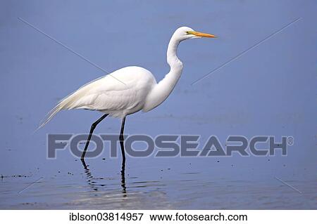 "Great Egret (Ardea alba), adult, foraging in water, breeding plumage, Sanibel Island, Florida, USA" View Large Photo Image Stock Photo - "Great Egret (Ardea alba), adult, foraging in water, breeding plumage, Sanibel Island, Florida, USA". Fotosearch