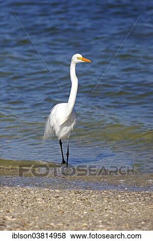 "Great Egret (Ardea alba), adult, breeding plumage, Sanibel Island, Florida, USA" View Large Photo Image Stock Photo - "Great Egret (Ardea alba), adult, breeding plumage, Sanibel Island, Florida, USA". Fotosearch