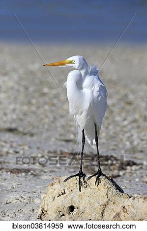 "Great Egret (Ardea alba), adult, foraging at the shore, breeding plumage, Sanibel Island, Florida, USA" View Large Photo Image Stock Photo - "Great Egret (Ardea alba), adult, foraging at the shore, breeding plumage, Sanibel Island, Florida, USA". Fotosearch
