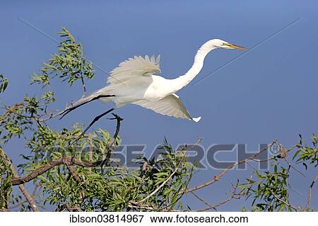 Stock Photo - "Great Egret (Ardea alba), adult, flying, breeding plumage, Venice Rookery, Florida, USA". Fotosearch