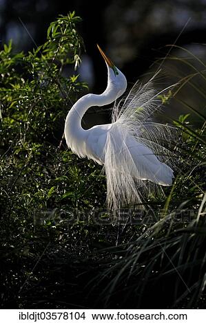 "Great Egret (Ardea alba) displaying, Florida, USA" View Large Photo Image Picture - "Great Egret (Ardea alba) displaying, Florida, USA". Fotosearch