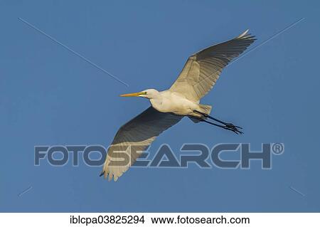 Picture - "Great Egret (Ardea alba) in flight, Keoladeo National Park, Rajasthan, India, Asia". Fotosearch