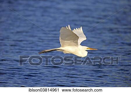 "Great Egret (Ardea alba), Venice Rookery adult, flying, Venice Rookery, Florida, USA" View Large Photo Image Stock Image - "Great Egret (Ardea alba), Venice Rookery adult, flying, Venice Rookery, Florida, USA". Fotosearch