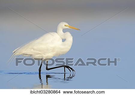 "Great Egret (Casmerodius albus, Egretta alba), Florida, United States, North America" View Large Photo Image Picture - "Great Egret (Casmerodius albus, Egretta alba), Florida, United States, North America". Fotosearch