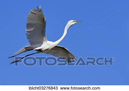"Great Egret (Casmerodius albus, Egretta alba) in flight, Florida, United States, North America" View Large Photo Image Stock Image - "Great Egret (Casmerodius albus, Egretta alba) in flight, Florida, United States, North America". Fotosearch