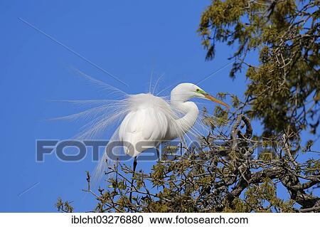 "Great Egret (Casmerodius albus, Egretta alba), courtship display, Florida, United States, North America" View Large Photo Image Stock Image - "Great Egret (Casmerodius albus, Egretta alba), courtship display, Florida, United States, North America". Fotosearch