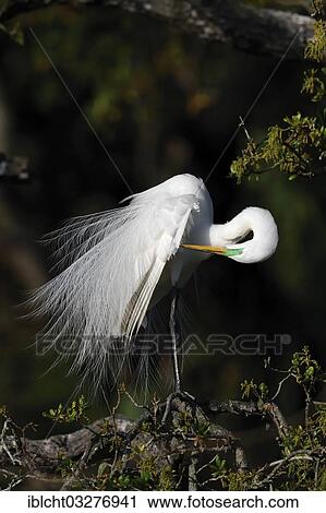 Stock Image - "Great Egret (Casmerodius albus, Egretta alba), preening itself, Florida, United States, North America". Fotosearch