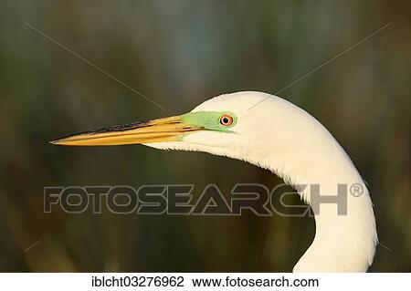Stock Image - "Great Egret (Casmerodius albus, Egretta alba), portrait, Florida, United States, North America". Fotosearch