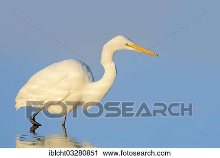 "Great Egret (Casmerodius albus, Egretta alba), Florida, United States, North America" View Large Photo Image Stock Image - "Great Egret (Casmerodius albus, Egretta alba), Florida, United States, North America". Fotosearch