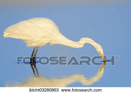 "Great Egret (Casmerodius albus, Egretta alba), hunting, Florida, United States, North America" View Large Photo Image Stock Image - "Great Egret (Casmerodius albus, Egretta alba), hunting, Florida, United States, North America". Fotosearch