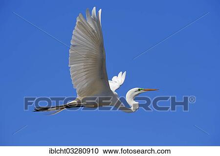 "Great Egret (Casmerodius albus, Egretta alba) in flight, Florida, United States, North America" View Large Photo Image Stock Image - "Great Egret (Casmerodius albus, Egretta alba) in flight, Florida, United States, North America". Fotosearch