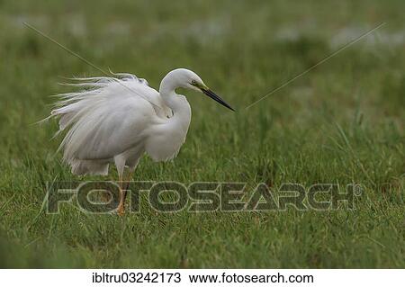 "Great Egret (Casmerodius albus), Austria, Europe" View Large Photo Image Stock Image - "Great Egret (Casmerodius albus), Austria, Europe". Fotosearch