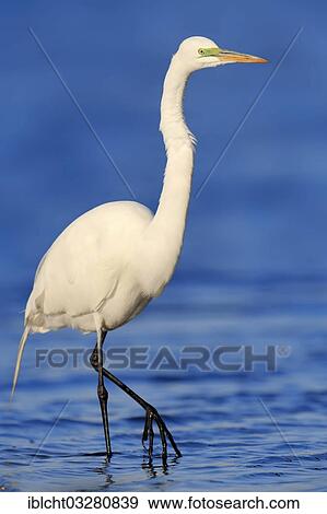 "Great Egret (Casmerodius albus, Egretta alba), Florida, United States, North America" View Large Photo Image Stock Photo - "Great Egret (Casmerodius albus, Egretta alba), Florida, United States, North America". Fotosearch