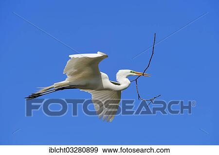 "Great Egret (Casmerodius albus, Egretta alba) in flight with nesting material, Florida, United States, North America" View Large Photo Image Stock Photo - "Great Egret (Casmerodius albus, Egretta alba) in flight with nesting material, Florida, United States, North America". Fotosearch