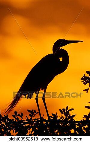 "Great Egret (Casmerodius albus, Egretta alba) at sunset, Florida, United States, North America" View Large Photo Image Stock Photo - "Great Egret (Casmerodius albus, Egretta alba) at sunset, Florida, United States, North America". Fotosearch