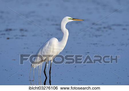 "Great Egret (Casmerodius albus, Egretta alba), Florida, United States, North America" View Large Photo Image Stock Photograph - "Great Egret (Casmerodius albus, Egretta alba), Florida, United States, North America". Fotosearch