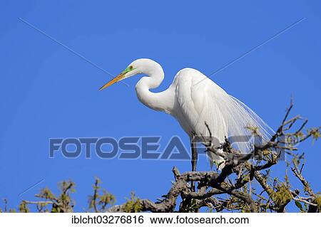 "Great Egret (Casmerodius albus, Egretta alba), Florida, United States, North America" View Large Photo Image Stock Photograph - "Great Egret (Casmerodius albus, Egretta alba), Florida, United States, North America". Fotosearch