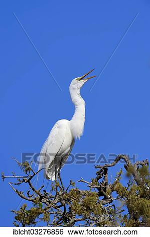 Stock Photograph - "Great Egret (Casmerodius albus, Egretta alba), Florida, United States, North America". Fotosearch
