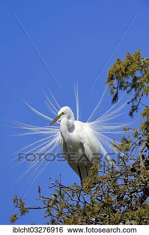 "Great Egret (Casmerodius albus, Egretta alba), courtship display, Florida, United States, North America" View Large Photo Image Stock Photograph - "Great Egret (Casmerodius albus, Egretta alba), courtship display, Florida, United States, North America". Fotosearch