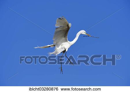 Stock Photograph - "Great Egret (Casmerodius albus, Egretta alba) in flight with nesting material, Florida, United States, North America". Fotosearch