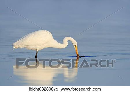 "Great Egret (Casmerodius albus, Egretta alba), hunting, Florida, United States, North America" View Large Photo Image Stock Photography - "Great Egret (Casmerodius albus, Egretta alba), hunting, Florida, United States, North America". Fotosearch
