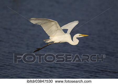 "Great Egret (Egretta alba), flying across Sunset Dam, Kruger National Park, South Africa, Africa" View Large Photo Image Stock Image - "Great Egret (Egretta alba), flying across Sunset Dam, Kruger National Park, South Africa, Africa". Fotosearch