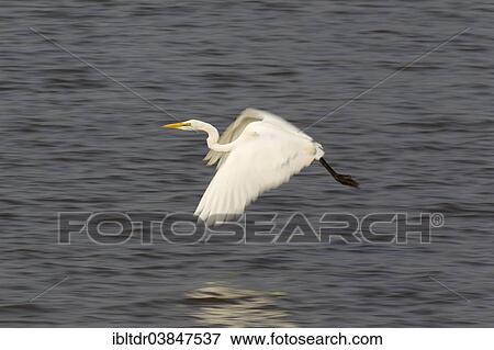 "Great Egret (Egretta alba), flying across Sunset Dam, Kruger National Park, South Africa, Africa" View Large Photo Image Stock Photo - "Great Egret (Egretta alba), flying across Sunset Dam, Kruger National Park, South Africa, Africa". Fotosearch