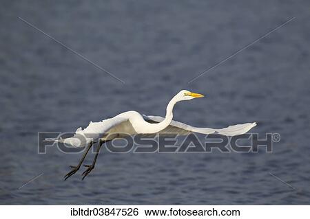 Stock Photograph - "Great Egret (Egretta alba), flying across Sunset Dam, Kruger National Park, South Africa, Africa". Fotosearch