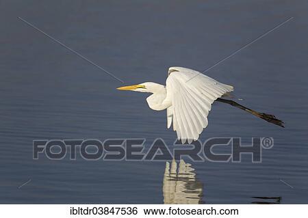 "Great Egret (Egretta alba), flying across Sunset Dam, Kruger National Park, South Africa, Africa" View Large Photo Image Stock Photograph - "Great Egret (Egretta alba), flying across Sunset Dam, Kruger National Park, South Africa, Africa". Fotosearch