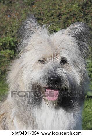 "Great Elo dog, 10 months" View Large Photo Image Picture - "Great Elo dog, 10 months". Fotosearch