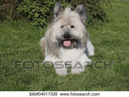 "Great Elo dog, 10 months" View Large Photo Image Stock Photo - "Great Elo dog, 10 months". Fotosearch