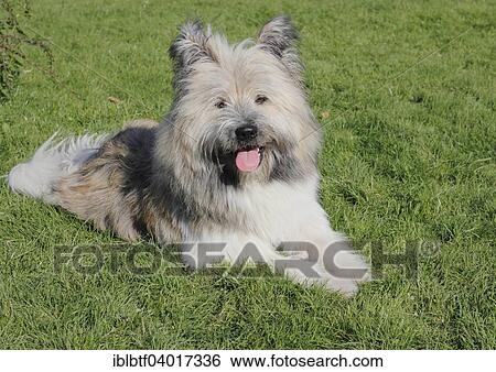 "Great Elo dog, 10 months" View Large Photo Image Stock Photograph - "Great Elo dog, 10 months". Fotosearch