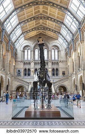 "Great entrance hall with dinosaur skeleton, Natural History Museum, Kensington, London, England, United Kingdom, Europe" View Large Photo Image Stock Image - "Great entrance hall with dinosaur skeleton, Natural History Museum, Kensington, London, England, United Kingdom, Europe". Fotosearch