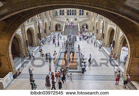 "Great entrance hall with dinosaur skeleton, Natural History Museum, Kensington, London, England, United Kingdom, Europe" View Large Photo Image Stock Photography - "Great entrance hall with dinosaur skeleton, Natural History Museum, Kensington, London, England, United Kingdom, Europe". Fotosearch