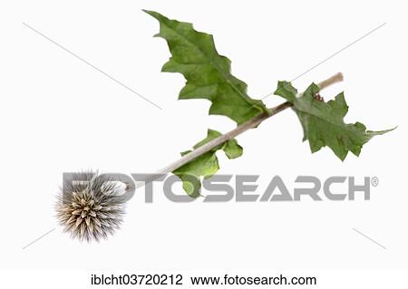 Stock Image - "Great Globe Thistle or Pale Globe-Thistle (Echinops sphaerocephalus), flower". Fotosearch