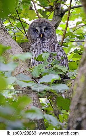 "Great Gray Owl (Strix nebulosa) in its natural environment, native to northern Europe" View Large Photo Image Stock Image - "Great Gray Owl (Strix nebulosa) in its natural environment, native to northern Europe". Fotosearch