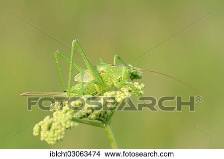 Picture - "Great Green Bush Cricket (Tettigonia viridissima), female, larval stage, North Rhine-Westphalia, Germany, Europe". Fotosearch